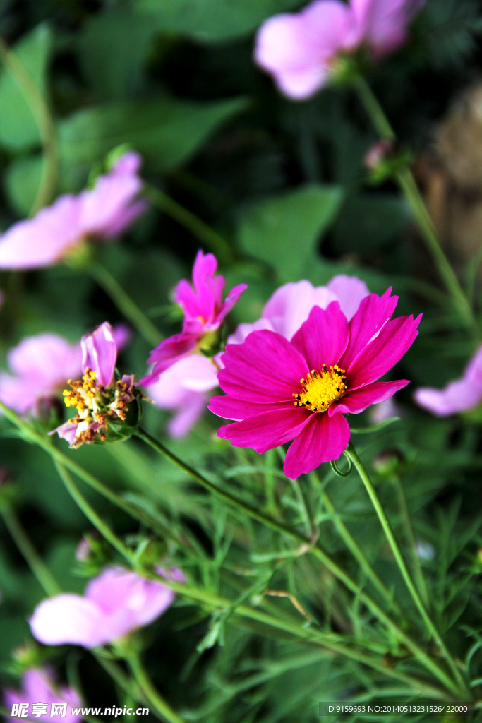 格桑花