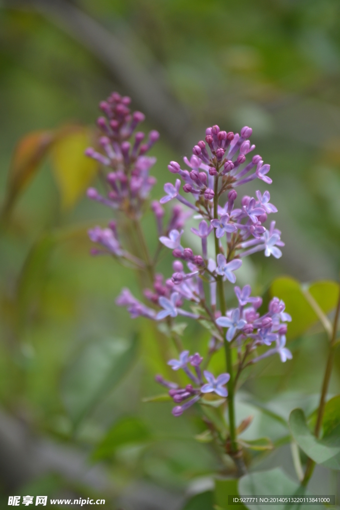 丁香花