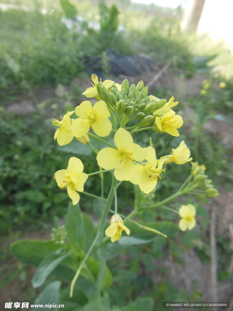 油菜花
