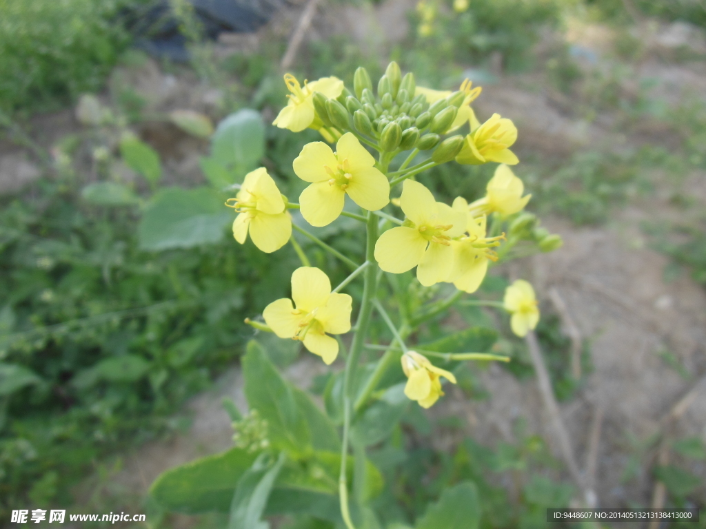 油菜花
