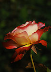 月季花