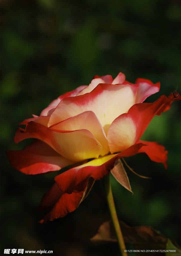 月季花
