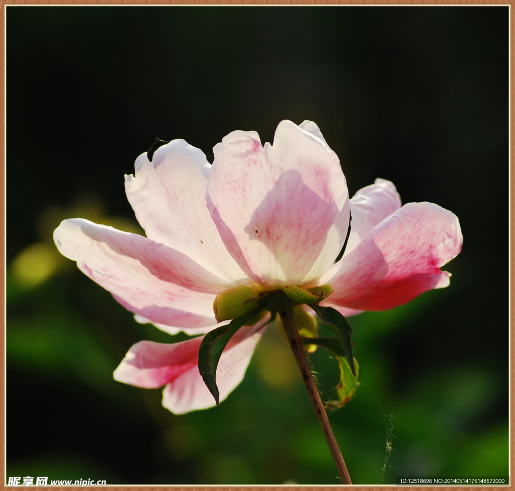 芍药花