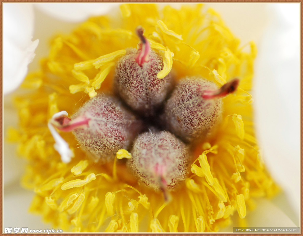 芍药花心