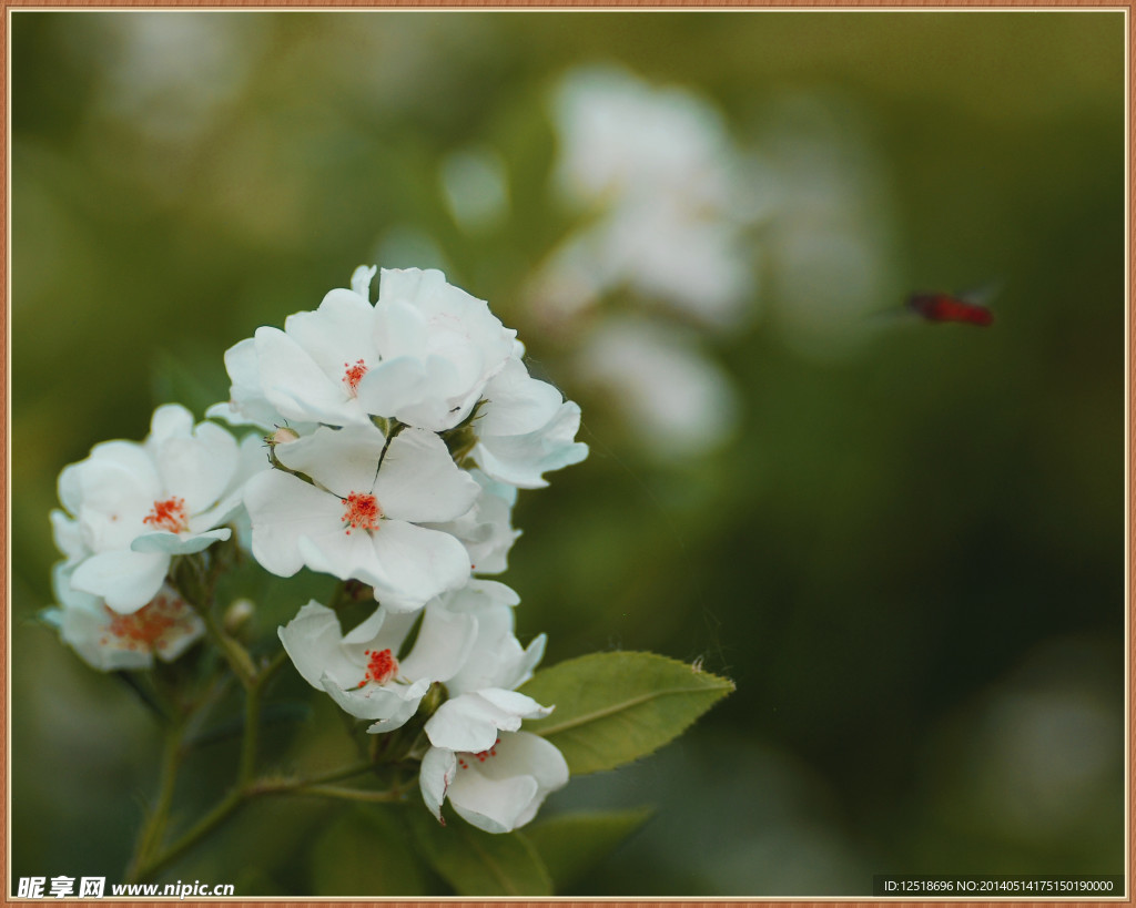 野月季花