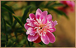芍药花