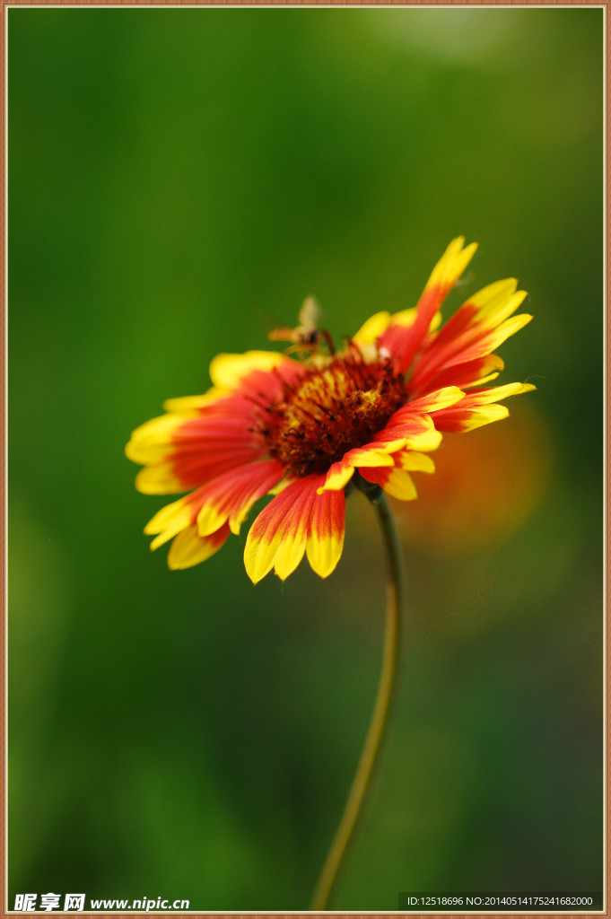花盏