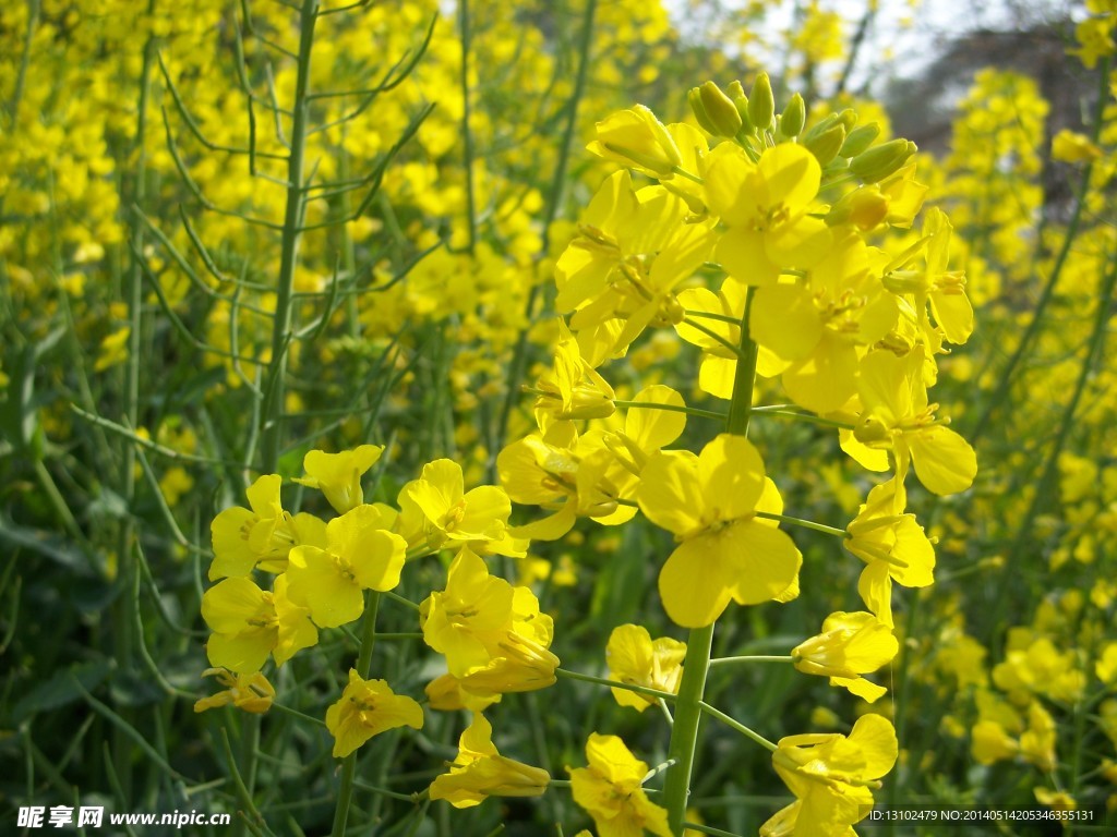 油菜花