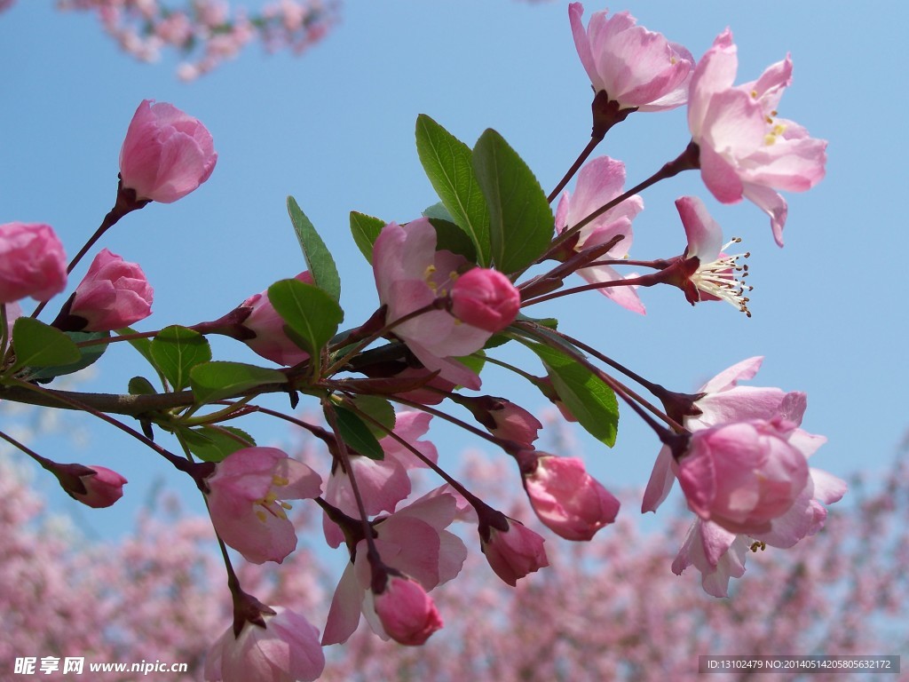 樱花