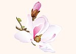 玉兰花