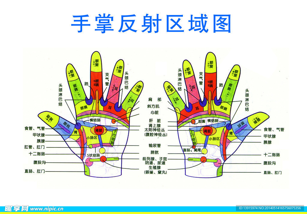 手掌反射区