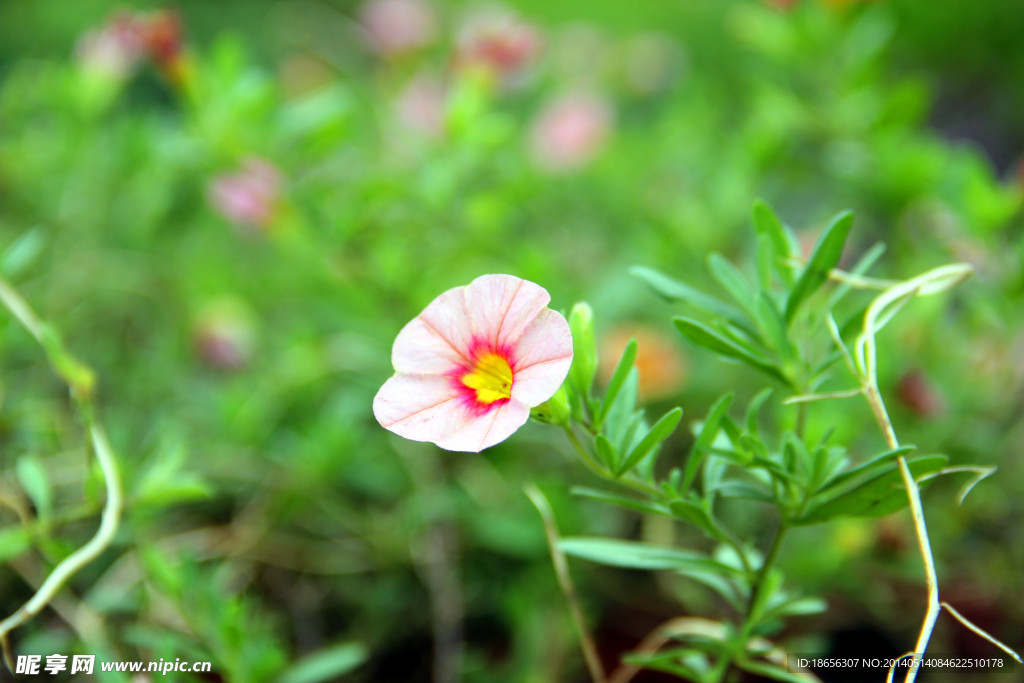 小花