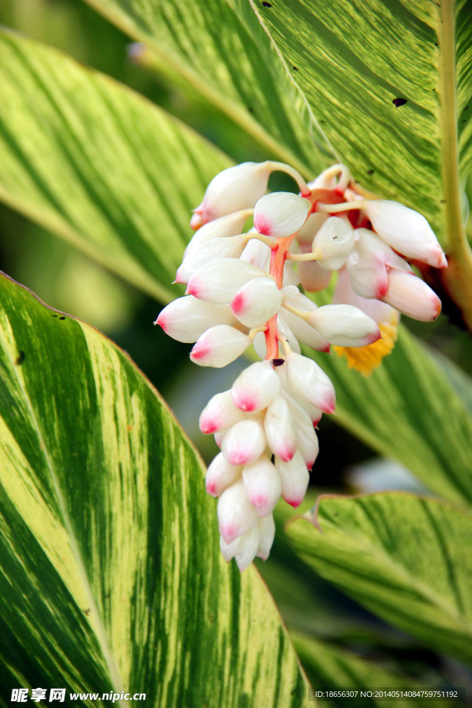 小花 良姜花