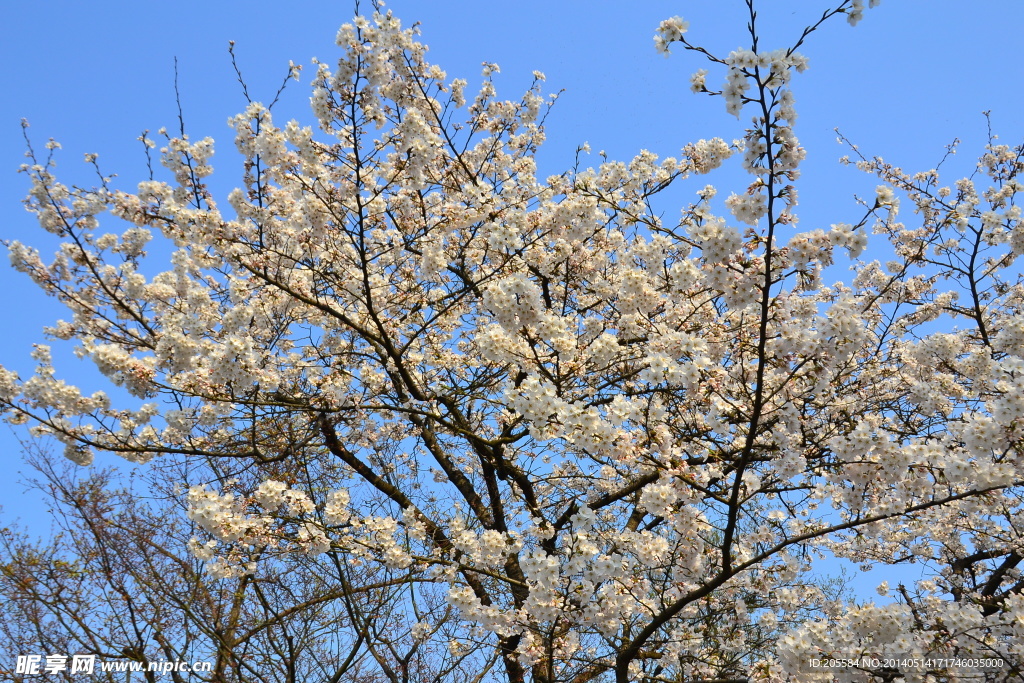 杭州西湖樱花