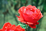 月季花