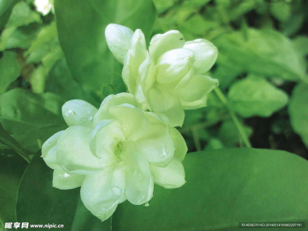 茉莉花
