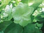茉莉花