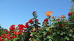 月季花