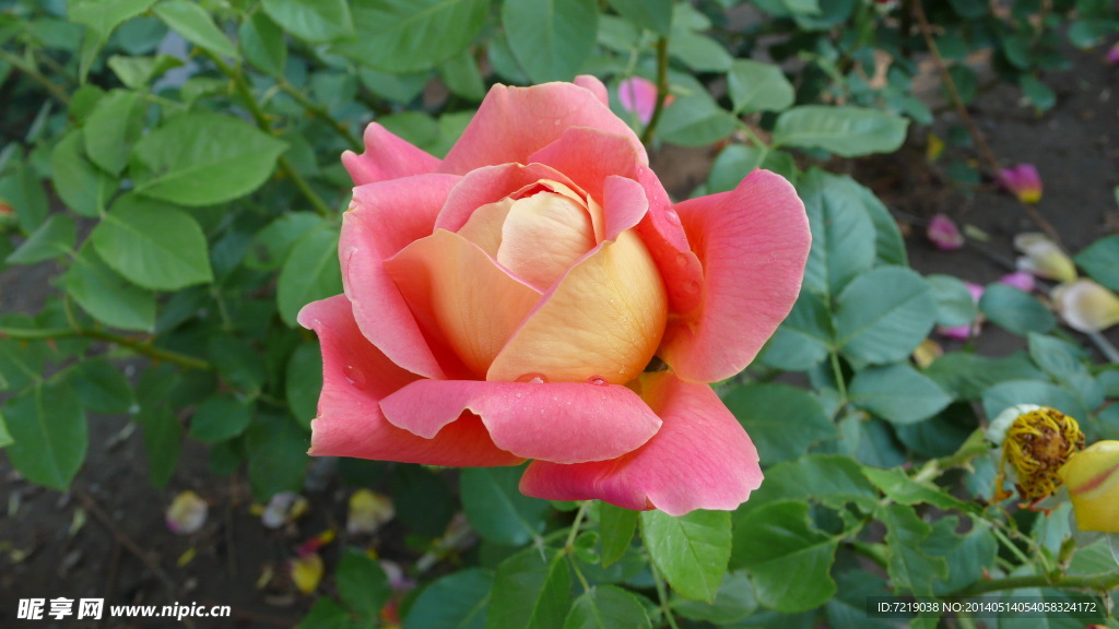 月季花