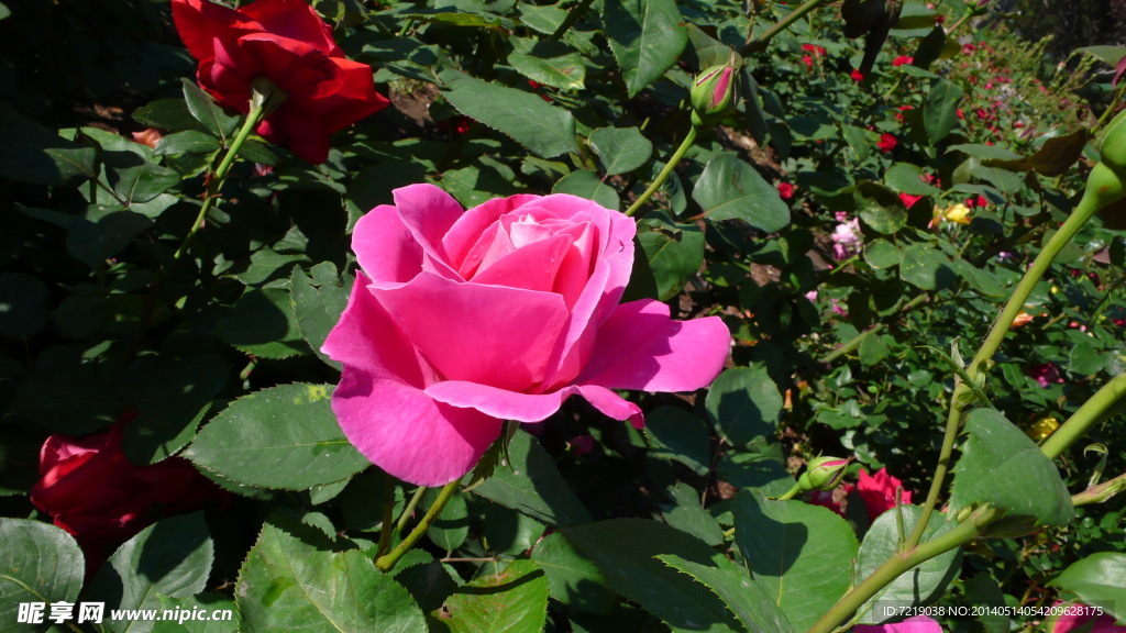 月季花