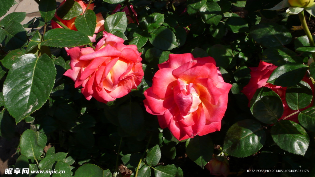 月季花