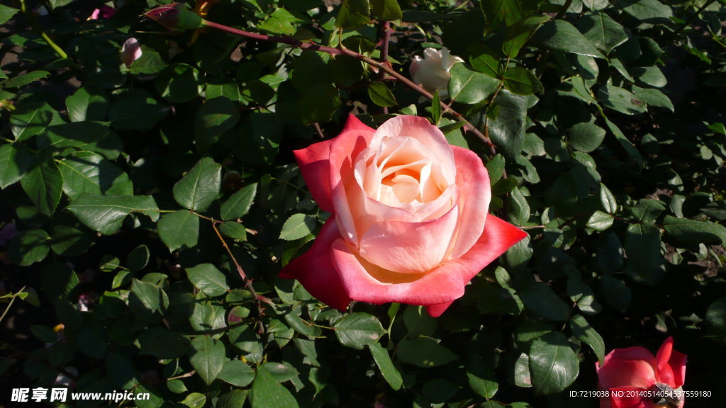 月季花