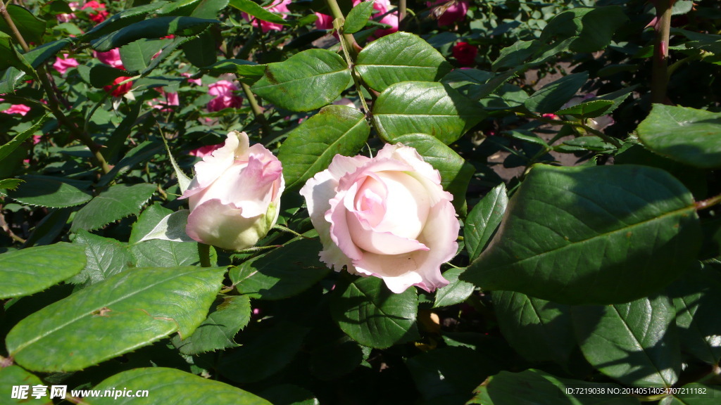 月季花