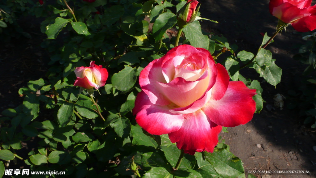 月季花