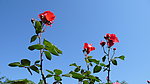 月季花