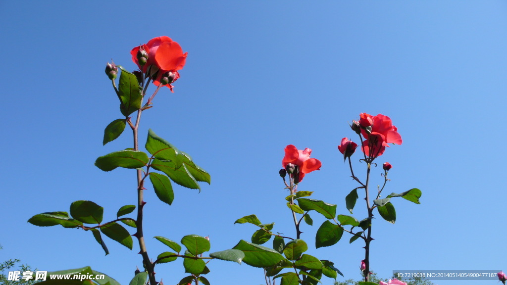 月季花
