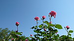 月季花