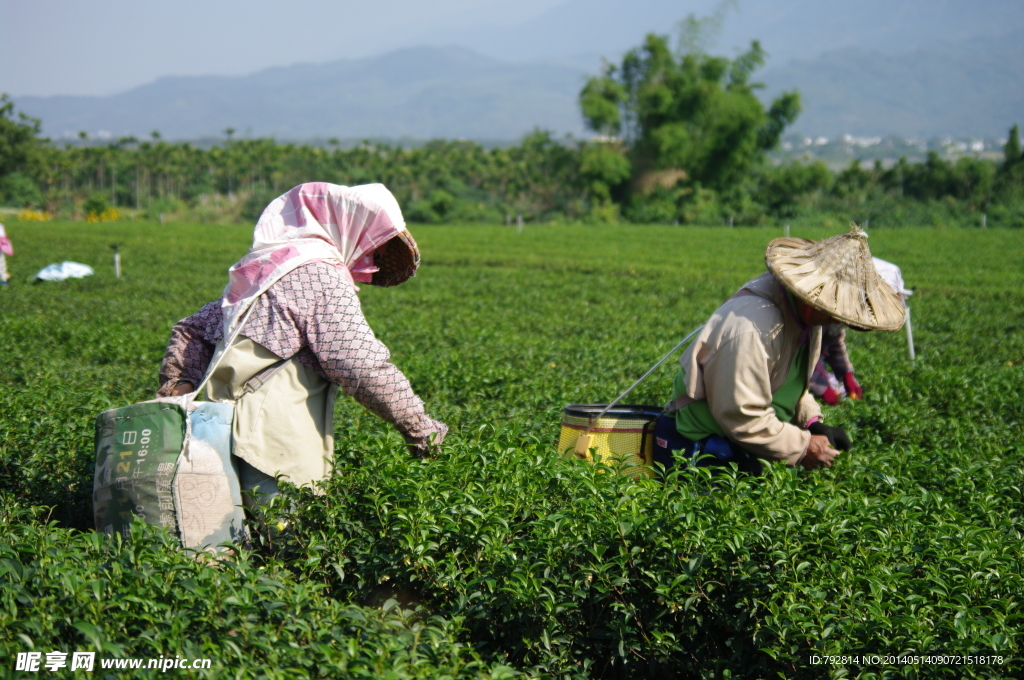 茶农 茶叶 采茶