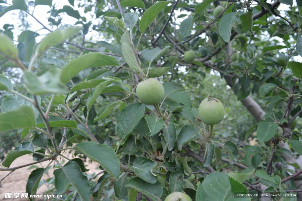 苹果树
