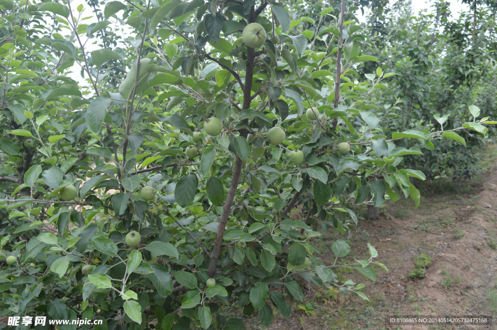 苹果树