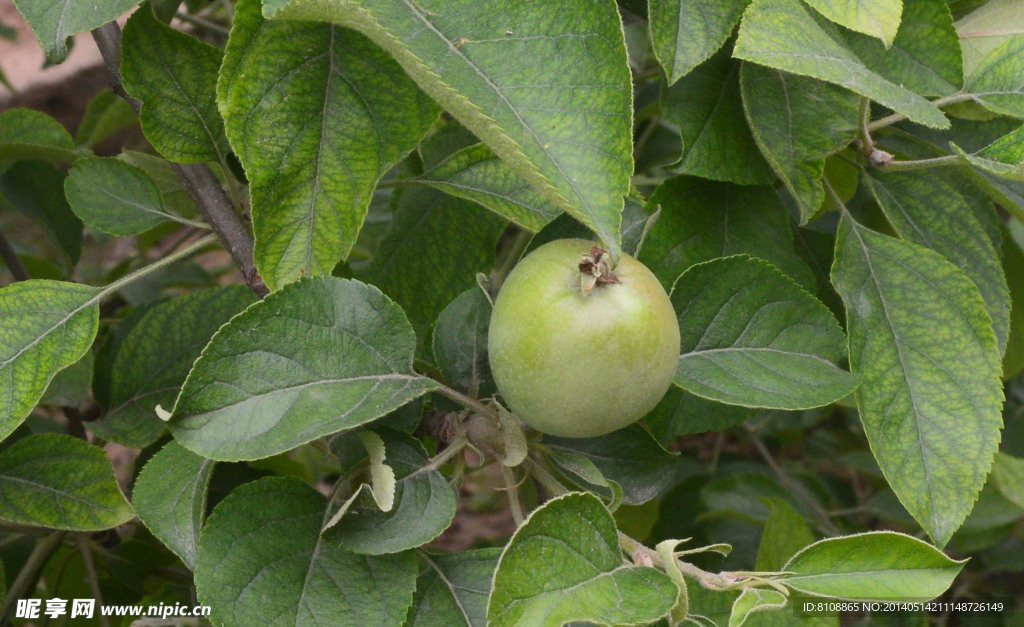 苹果树