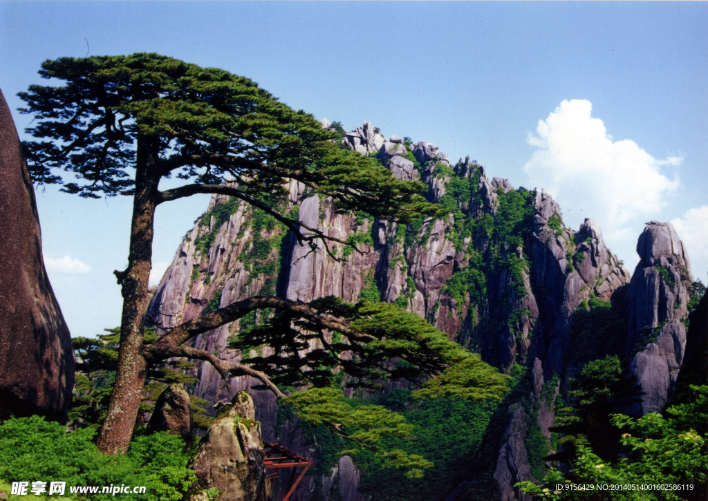 黄山 迎客松