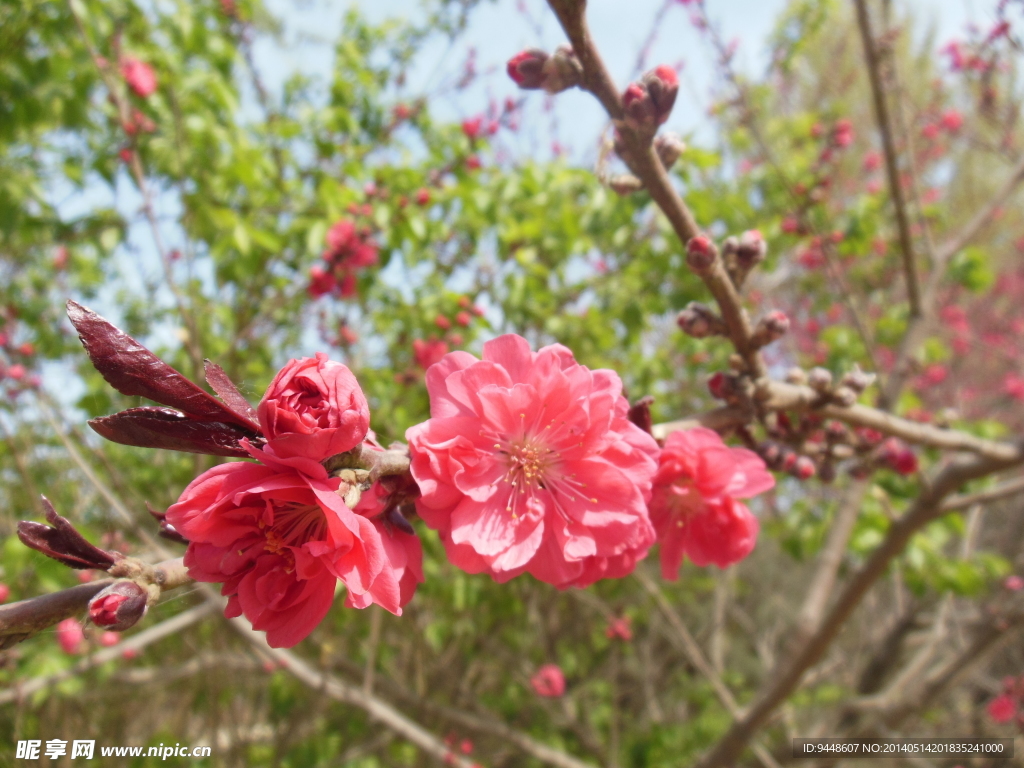 碧桃花