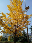 银杏树 金黄色树