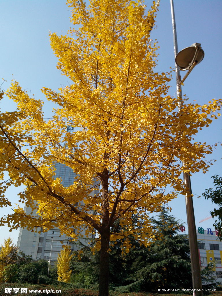 银杏树 金黄色树