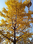金黄色树 银杏树