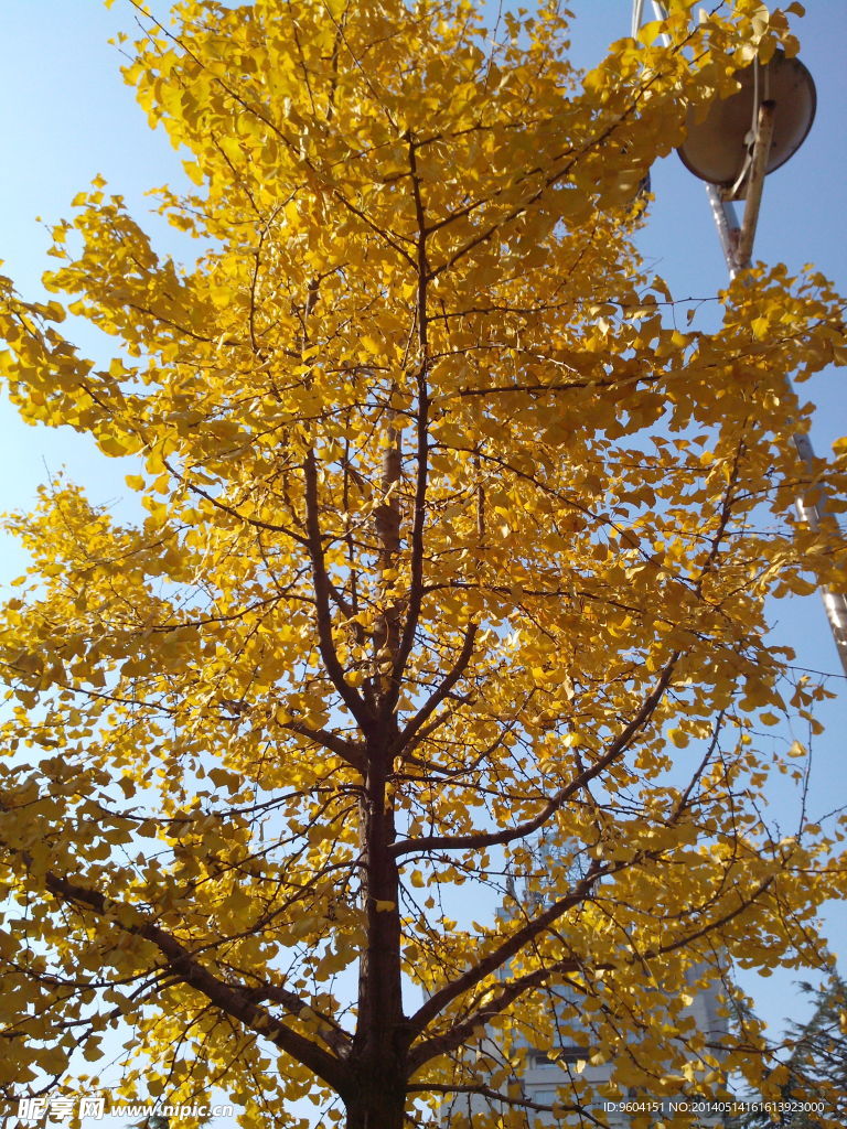 金黄色树 银杏树