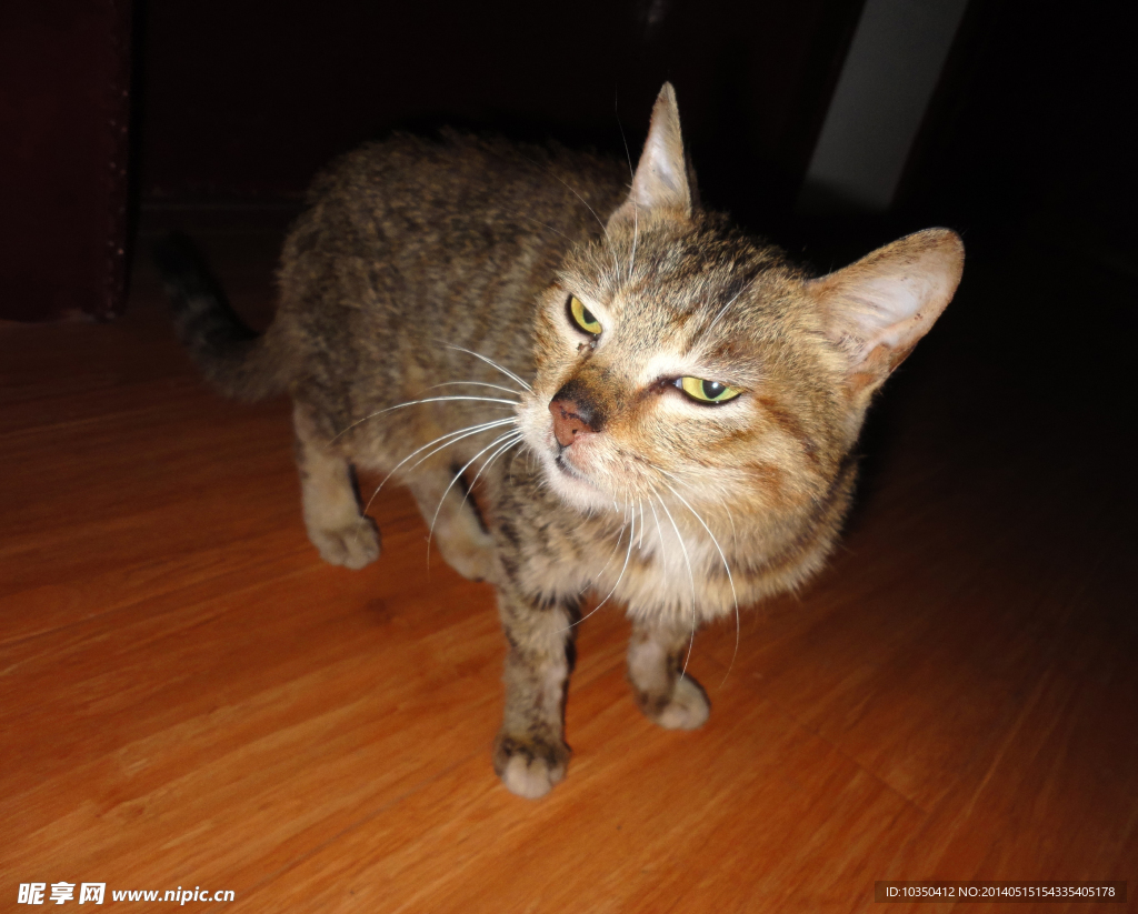 小猫