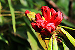 红色高山杜鹃花