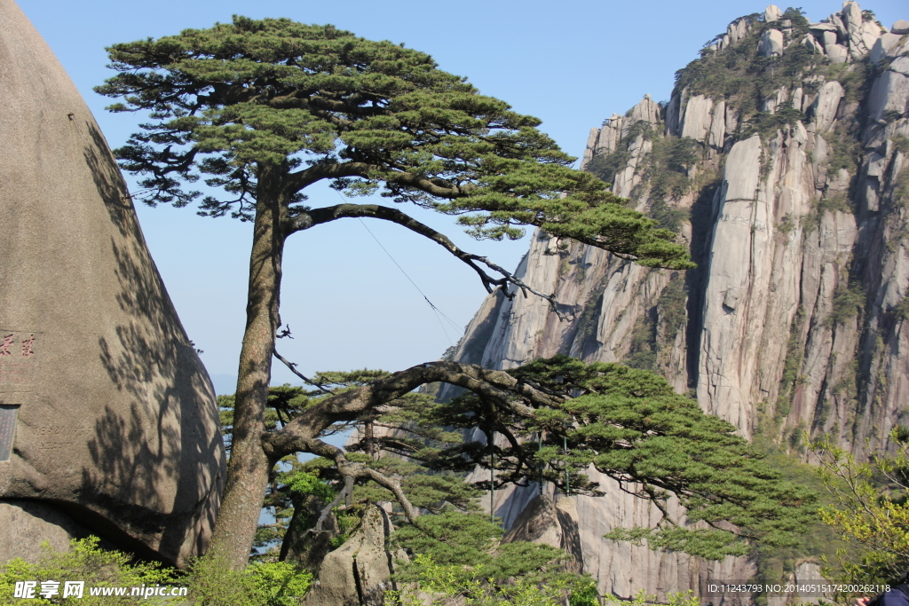 黄山 迎客松