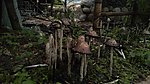 野蘑菇