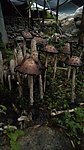 野蘑菇