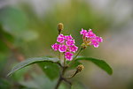 花儿