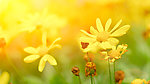 向阳花
