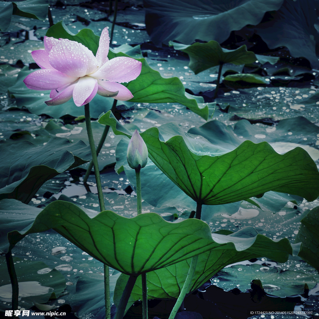 荷花