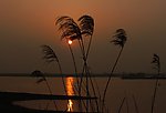 夕照秋芦